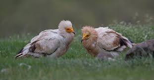 The egyptian vulture, also called the white scavenger vulture or pharaoh's chicken, is a egyptian vultures feed mainly on carrion but are opportunistic and will prey on small mammals, birds, and. Broadcasting Live From The Nest Of The Endangered Egyptian Vulture Raptors
