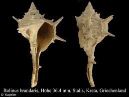 Image result for Micractis bojeri