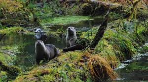 Start by heading up the staircase rapids nature trail. Skokomish Staircase Rapids Day Hike Tour Wildland Trekking