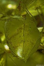 Image result for Aldrovanda