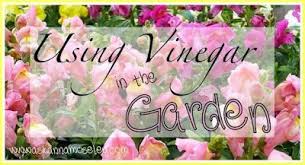 Using Vinegar In The Garden Keeps The Deer Away Kebun