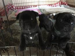 French bulldog male, 50 weeks salem, oregon. French Bulldog Puppies For Sale Cave Junction Or 302291
