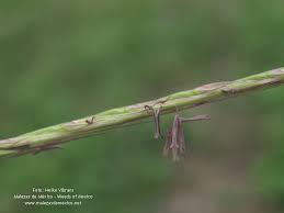 Image result for Enteropogon