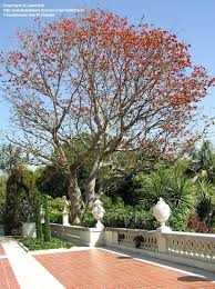 Image result for Erythrina fusca