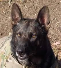 Bellingham ma police jail basic information to help you understand the arrest and bail process and what comes next. K9 Unit Bellingham Ma