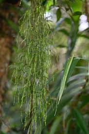 Image result for Psilotum