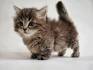 11 Things to Know About the Munchkin Cat - Catster