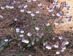 Image result for Trichodesma physaloides