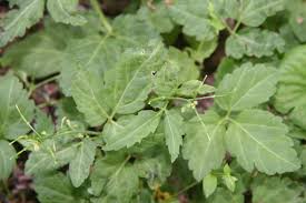 Image result for Cardamine maxima