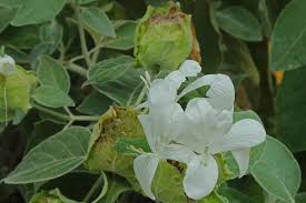 Image result for Barleria albostellata