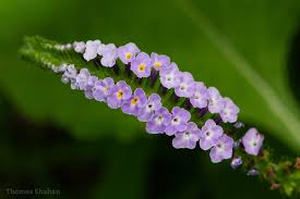 Image result for Heliotropium harareense