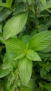 Image result for Ludwigia erecta