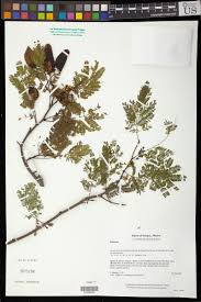 Image result for Libidibia coriaria