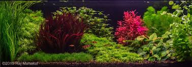Image result for Blyxa aubertii