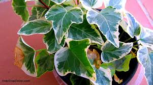 Onew ft kim yeonwoo the name i loved hangulroman. Hasil Tanaman In English Dino Syukl