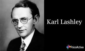 ▷ Biografia de Karl Lashley (1890-1958)