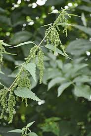 Image result for Urtica