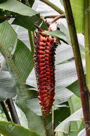 Hanging Heliconia Flower Heliconia Mariae Inflorescence In Stock Photo Picture And Royalty Free Image Image 114920643