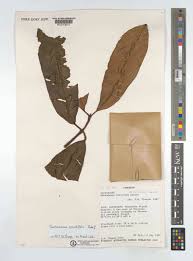 Image result for Pentadesma