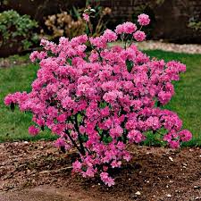 Rhododendron Azaleen Dunger 1 Kg In 2020 Pflanzen Bepflanzung Garten