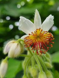 Image result for Sparrmannia