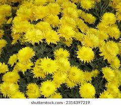 Image result for Chrysanthellum indicum