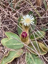 Image result for Gerbera piloselloides