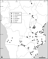 Image result for Xylopia odoratissima