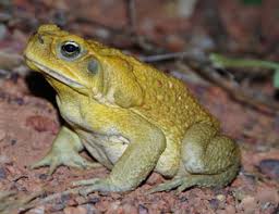 Instead of controlling the pests, the toads have become pests themselves. Cane Toads Rhinella Marina Were Introduced Into Eastern Australia In Download Scientific Diagram