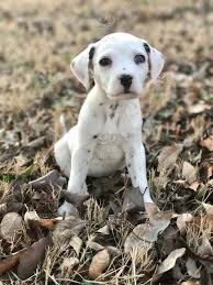 Same day shipping., vet checked Wild Rose The Dalmatian 6 Weeks Old Stock Photo 91e92b85 Cd12 4b45 B165 Cb7eb0e065ca