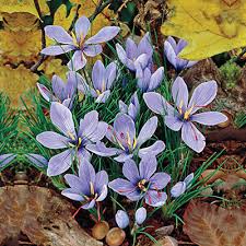 We did not find results for: Flower Bulbs For Sale Online Shop Spring Bulbs Spring Hill