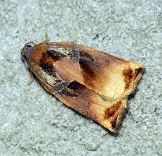 Image result for Archips podanus