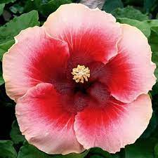 Pin On Green Thumb