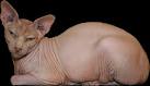 Are Sphynx cats hypoallergenic? | Joy of Sphynx