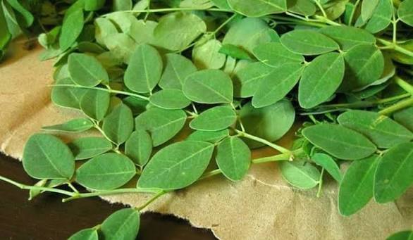 Rau chùm ngây giúp hạ lượng đường trong máu với bệnh nhân tiểu đường