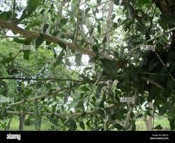 Image result for Commiphora africana