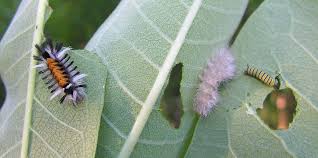 Common Milkweed Asclepias Syriaca Leaves With L To R Caterpillars Of The Milkweed Tussock Moth Euchaetes Egle Dogb Monarch Butterfly Tiger Moth Milkweed