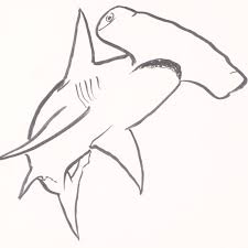 Hammerhead shark outline clipart panda free clipart images. Hammerhead Shark Wyland Gallery 225755 Qart Com