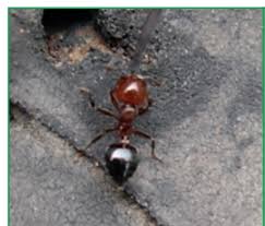 The carpenter ants trace out honeydew as a source of nutritious food from the aphid colonies in the course of their prolific underground tunneling, extract and feed on it. Carpenter Ants Nesting Sites Biology And Treatment