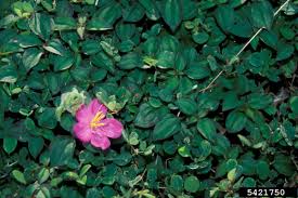 Image result for Dissotis