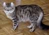 Highlander Mixed Cat Breed Pictures, Characteristics, & Facts