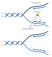Difference Between Leading Strand And Lagging Strand
