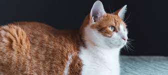 Fast forward about 3 weeks later, bald patches are growing hair but some areas still have dandruff and crustiness. 6 Tips To Control Cat Dandruff Learn More On Litter Robot Blog