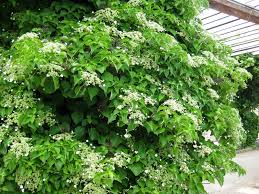 Aktuelle kletterhortensie angebote der woche. Baumschule Eggert Blutenstraucher Baumschulen Heckenpflanzen Kletterhortensie Hydrangea Petiolaris Direkt Vom Pflanzenversand Der Markenbaumschule Bestellen