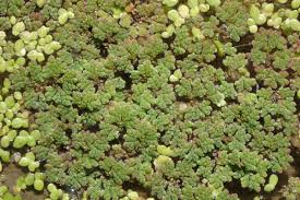 Image result for Azolla filiculoides
