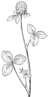 Red clover contains substances called isoflavones. How To Draw Clover Blossoms A Flower Drawing Tutorial How To Draw Step By Step Drawing Tutorials