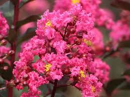 We did not find results for: Myrtle Flower Tree Types How To Grow And Care For Beginners Florgeous