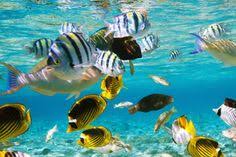 sonhar com peixe qual o significado wemystic brasil sonhar com peixe peixes gato significado