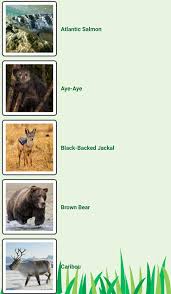 Find out with this test or you can try our simple guide to find your spirit animal. My Spirit Animal Quiz For Android Apk Download