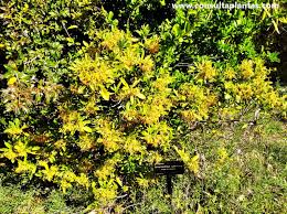 Image result for Strophanthus speciosus